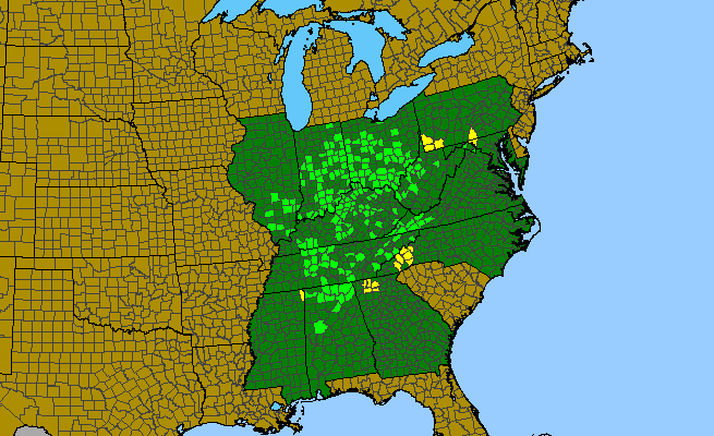 The range of Hydrophyllum macrophyllum